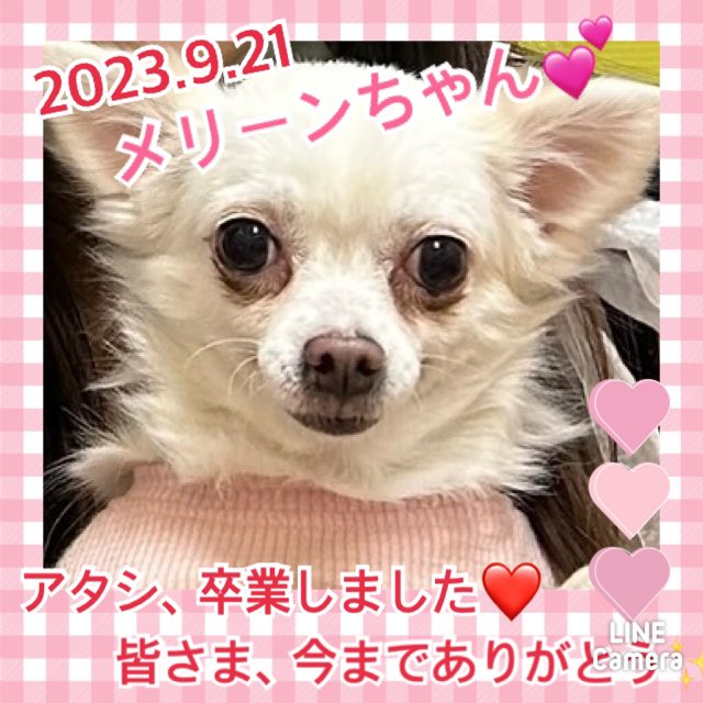 【運命の赤い糸見～つけた💓ロングコートチワワのメリーンちゃん💕2023,9,21】